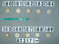 藏品(芋螺貝)的圖片